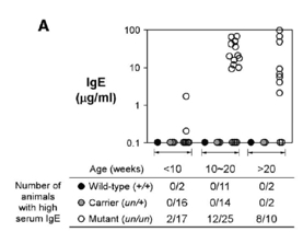 Serum IgE concentration in un/un homozygotes (open circles) and wild-type controls.